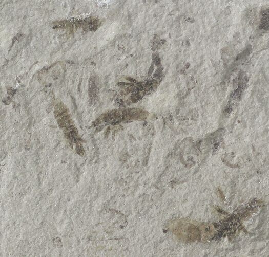 Fossil Beetles, Flies and a Beetle Larva - Green River Formation, Utah #109199